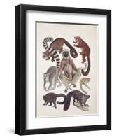 Close-Up of a Group of Lemuridae Mammals-null-Framed Premium Giclee Print