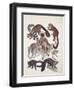 Close-Up of a Group of Lemuridae Mammals-null-Framed Premium Giclee Print