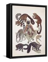 Close-Up of a Group of Lemuridae Mammals-null-Framed Stretched Canvas