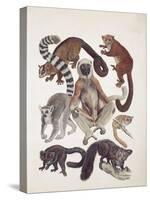 Close-Up of a Group of Lemuridae Mammals-null-Stretched Canvas