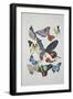 Close-Up of a Group of Lepidoptera Insects-null-Framed Giclee Print