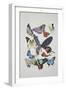 Close-Up of a Group of Lepidoptera Insects-null-Framed Giclee Print