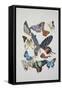 Close-Up of a Group of Lepidoptera Insects-null-Framed Stretched Canvas
