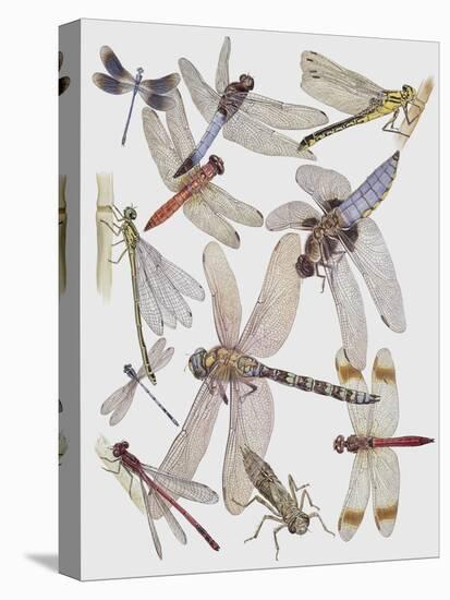 Close-Up of a Group of Odonata Insect-null-Stretched Canvas