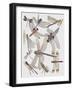 Close-Up of a Group of Odonata Insect-null-Framed Giclee Print