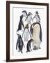 Close-Up of a Group of Penguins-null-Framed Giclee Print