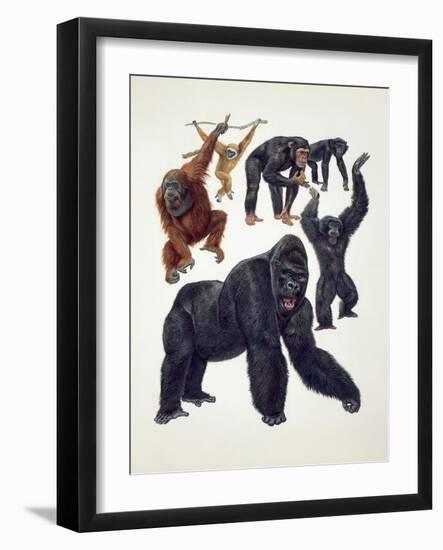 Close-Up of a Group of Primates-null-Framed Giclee Print