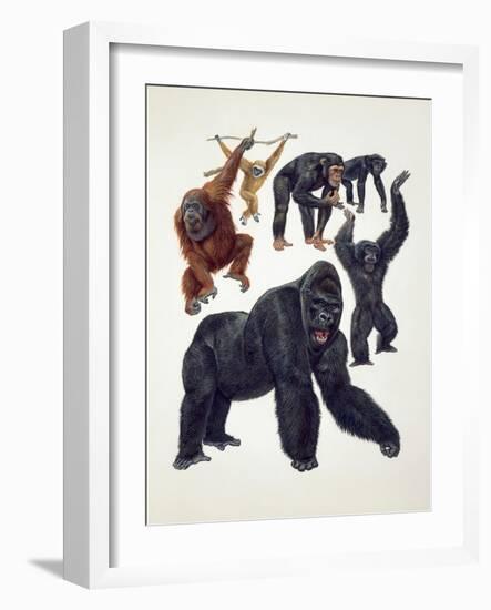 Close-Up of a Group of Primates-null-Framed Giclee Print