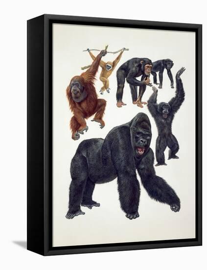 Close-Up of a Group of Primates-null-Framed Stretched Canvas