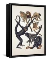 Close-Up of a Group of Primates-null-Framed Stretched Canvas