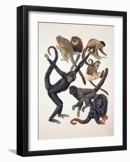 Close-Up of a Group of Primates-null-Framed Giclee Print