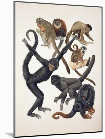 Close-Up of a Group of Primates-null-Mounted Giclee Print