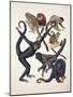 Close-Up of a Group of Primates-null-Mounted Giclee Print