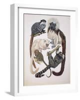 Close-Up of a Group of Primates-null-Framed Giclee Print