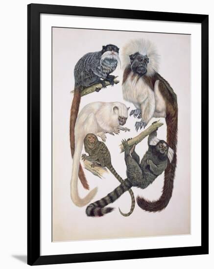 Close-Up of a Group of Primates-null-Framed Giclee Print