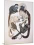 Close-Up of a Group of Primates-null-Mounted Giclee Print