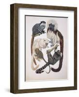 Close-Up of a Group of Primates-null-Framed Giclee Print