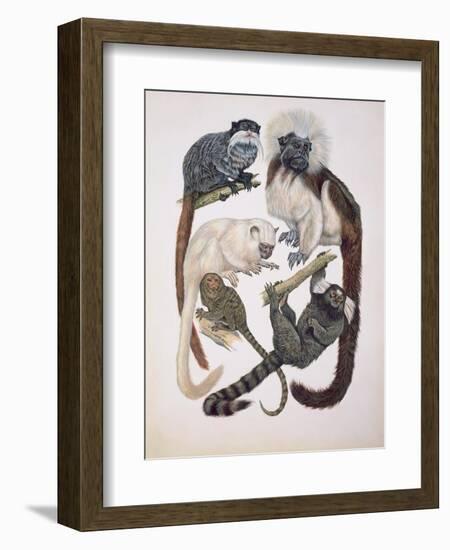 Close-Up of a Group of Primates-null-Framed Giclee Print