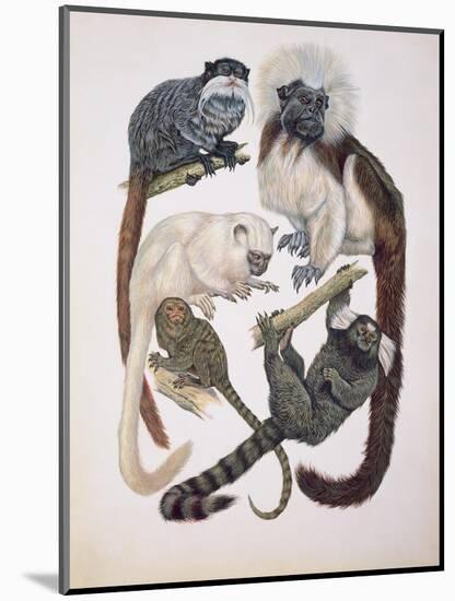 Close-Up of a Group of Primates-null-Mounted Giclee Print