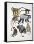 Close-Up of a Group of Primates-null-Framed Stretched Canvas