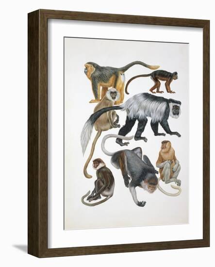 Close-Up of a Group of Primates-null-Framed Giclee Print