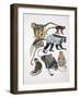 Close-Up of a Group of Primates-null-Framed Giclee Print