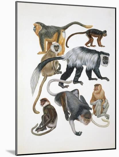 Close-Up of a Group of Primates-null-Mounted Giclee Print