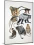 Close-Up of a Group of Primates-null-Mounted Giclee Print