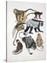 Close-Up of a Group of Primates-null-Stretched Canvas