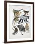 Close-Up of a Group of Primates-null-Framed Giclee Print