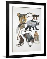 Close-Up of a Group of Primates-null-Framed Giclee Print