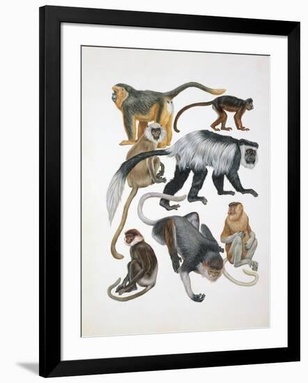 Close-Up of a Group of Primates-null-Framed Giclee Print