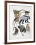 Close-Up of a Group of Primates-null-Framed Giclee Print