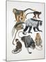 Close-Up of a Group of Primates-null-Mounted Giclee Print