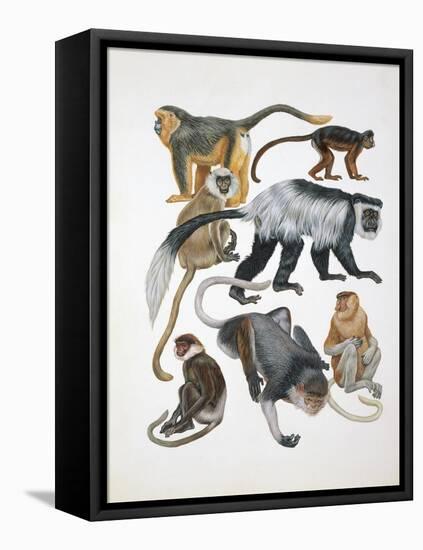 Close-Up of a Group of Primates-null-Framed Stretched Canvas