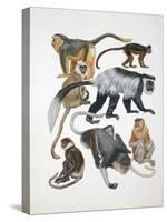 Close-Up of a Group of Primates-null-Stretched Canvas