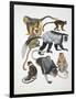 Close-Up of a Group of Primates-null-Framed Giclee Print