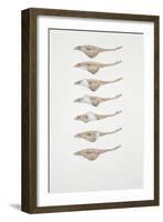 Close-Up of a Group of Spotted Eagle Ray Fish-null-Framed Giclee Print