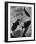 Close Up of a Group of West Indian Batfish-Fritz Goro-Framed Photographic Print