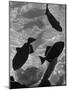 Close Up of a Group of West Indian Batfish-Fritz Goro-Mounted Photographic Print