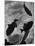 Close Up of a Group of West Indian Batfish-Fritz Goro-Mounted Photographic Print
