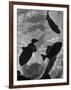 Close Up of a Group of West Indian Batfish-Fritz Goro-Framed Photographic Print