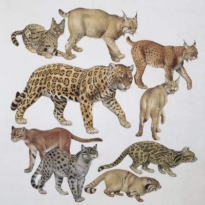 'CloseUp of a Group of Wildcats' Giclee Print