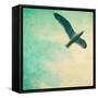 Close-Up of a Gull Flying in a Texturized Sky-Trigger Image-Framed Stretched Canvas