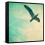 Close-Up of a Gull Flying in a Texturized Sky-Trigger Image-Framed Stretched Canvas