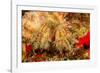 Close up of a Hairy yellow hermit crab, Hawaii-David Fleetham-Framed Photographic Print