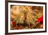 Close up of a Hairy yellow hermit crab, Hawaii-David Fleetham-Framed Photographic Print