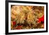 Close up of a Hairy yellow hermit crab, Hawaii-David Fleetham-Framed Photographic Print