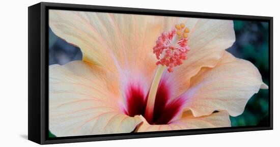 Close-Up of a Hibiscus Flower, Pinole, California, USA-null-Framed Stretched Canvas