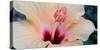 Close-Up of a Hibiscus Flower, Pinole, California, USA-null-Stretched Canvas